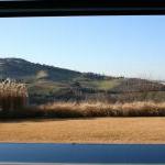 Esempio di prato in Zoysia tenuifolia durante il periodo invernale